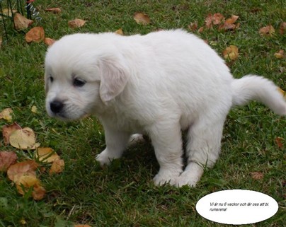 golden retriever valp golden retriever valp